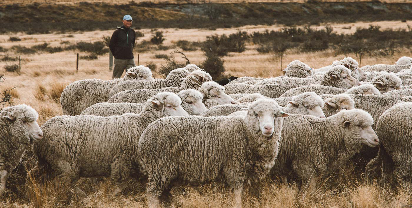 Benefits of Merino Wool